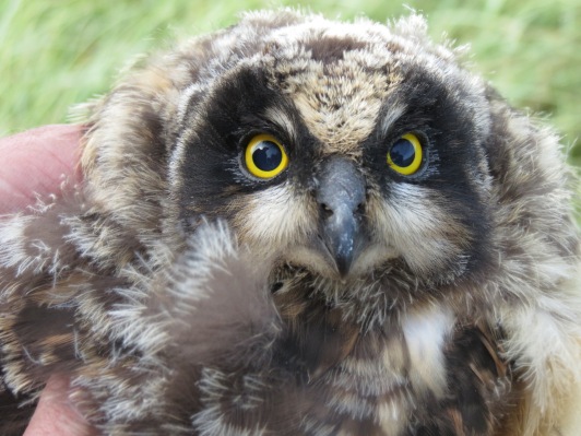 Short-Eared Owl Chick